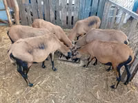 Brebis, Cameroon sheep — photo 2