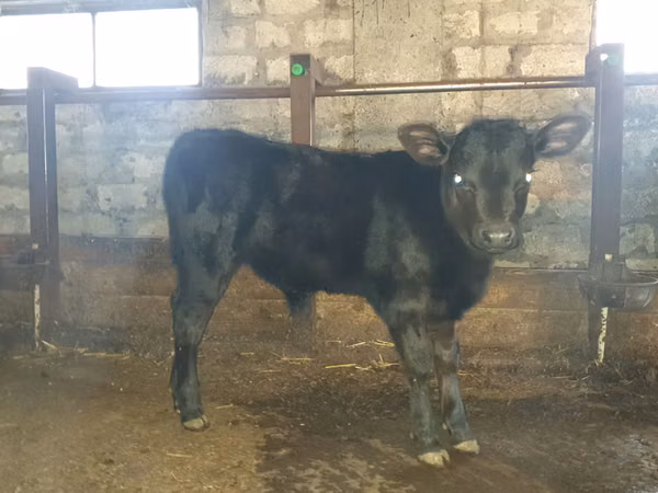 Taureau, Bovins