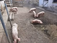 Scroafă, Porci — foto 3