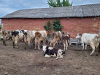 Bou, Russian Black pied cattle — foto 4