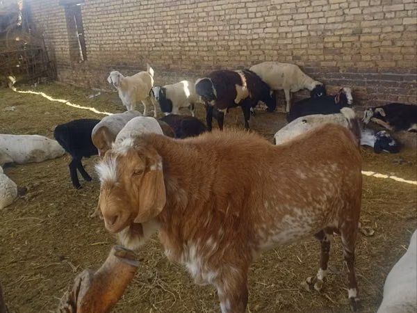 Țap, Beetal goats