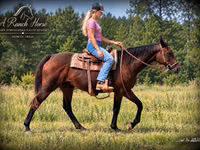 Madyan, Quarter Horse — foto 2