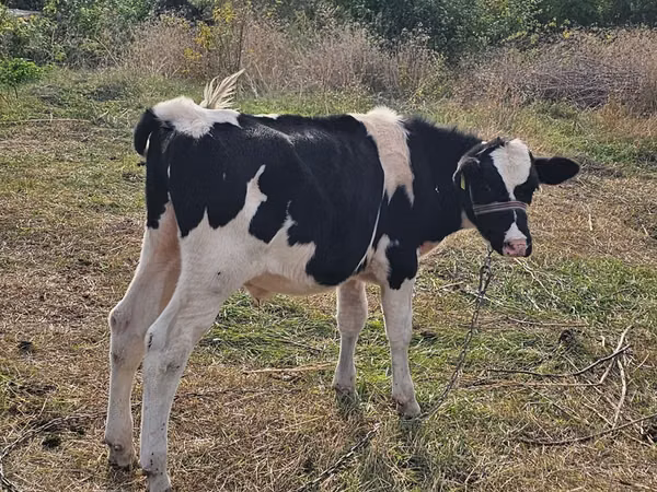 Bulle, Russian Black pied cattle