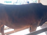Toro, Ganado vacuno — foto 2