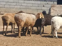 Carnero, Ordabasy sheep — foto 4