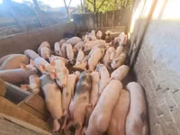 Eber, Schweine — Foto 4