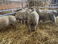 Sheep, Charollais sheep — photo 3