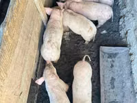 公猪, Pigs — 照片 2