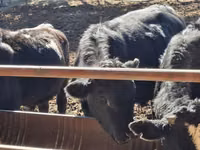 Bou, Aberdeen-Angus — foto 2