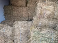 Продам тюки люцерны — الصورة 1