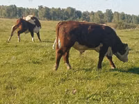 Bou, Russian Black pied cattle — foto 2