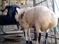 公羊, Sheep — 照片 2