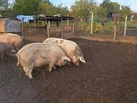 Säue, Schweine — Foto 4
