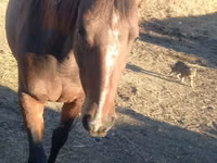 Jument, Arabian horse — photo 4