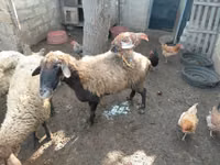 نعجة, الأغنام — الصورة 5