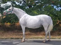 Mare, Lipizzaner — photo 1