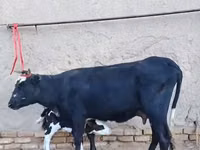 بقرة, Russian Black pied cattle — الصورة 4