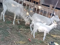 عنزة, Dutch Landrace goats — الصورة 3