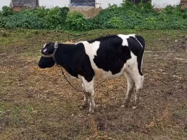 Vacă, Russian Black pied cattle