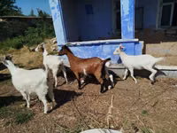 Capră, Capre — foto 3