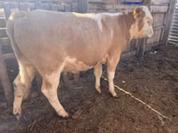 Buğa, Simmental cattle — foto 1