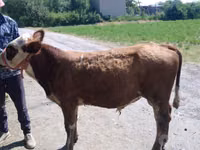 Bulle, Simmental cattle — Foto 2