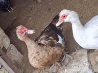 Ducks — photo 3