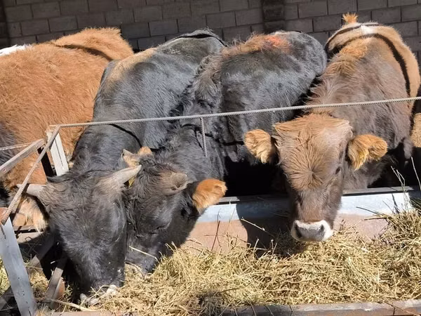 Bou, Aberdeen-Angus