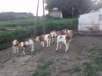 Taureau, Simmental cattle — photo 4