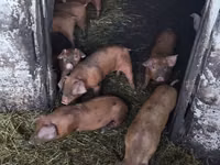 Vier, Porci — foto 3