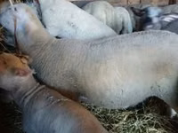 公羊, Romanov sheep — 照片 1