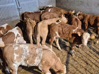 ثور, Simmental cattle — الصورة 7