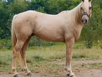Cal, Quarter Horse — foto 2