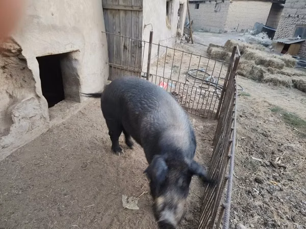 Vier, Porci