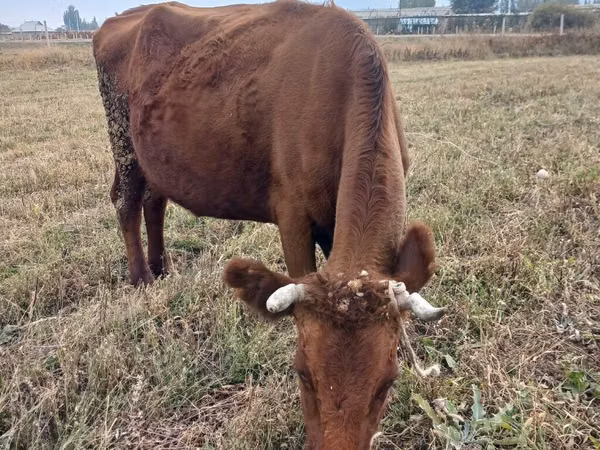 Vaca, Ganado vacuno