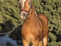 حصان, Haflinger — الصورة 3