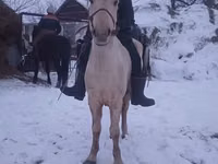 Aygʻir, Yakutian horse — 1-rasm