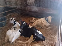 Bulle, Russian Black pied cattle — Foto 3