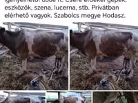 Kuh, Simmental cattle — Foto 1