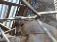 Țap, Alpine goat — foto 6