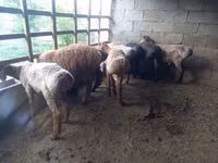 Oveja, Ovejas — foto 2
