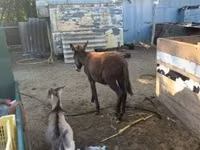 公马, Horses — 照片 2