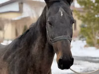 Toychoq, Akhal-Teke — 5-rasm