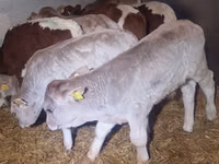 Taureau, Simmental cattle — photo 2