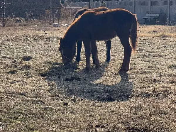 公马, Horses