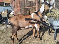 Ziegenbock, Nubian Goat — Foto 2