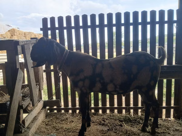 Țap, Kamori goats