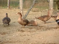 Ducks — الصورة 6