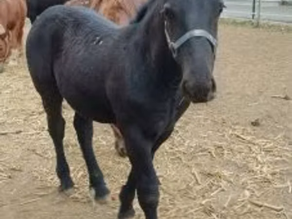 Cal, Hungarian horse breed
