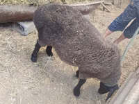 Qoyun, Saryarka sheep — foto 4